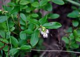 Vaccinium vitis-idaea. Верхушка цветущего растения. Челябинская обл., Кыштымский гор. округ, гора Сугомак, ≈ 600 м н.у.м., смешанный лес. 04.08.2019.