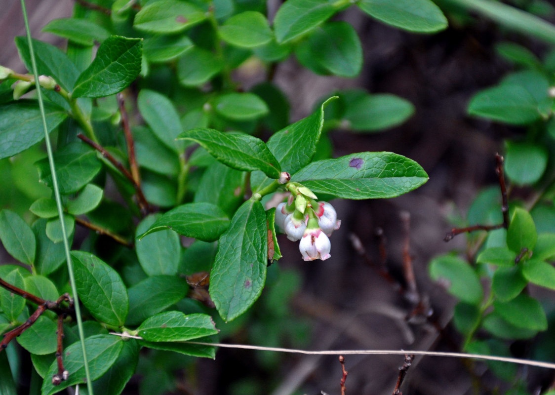 Image of Vaccinium vitis-idaea specimen.