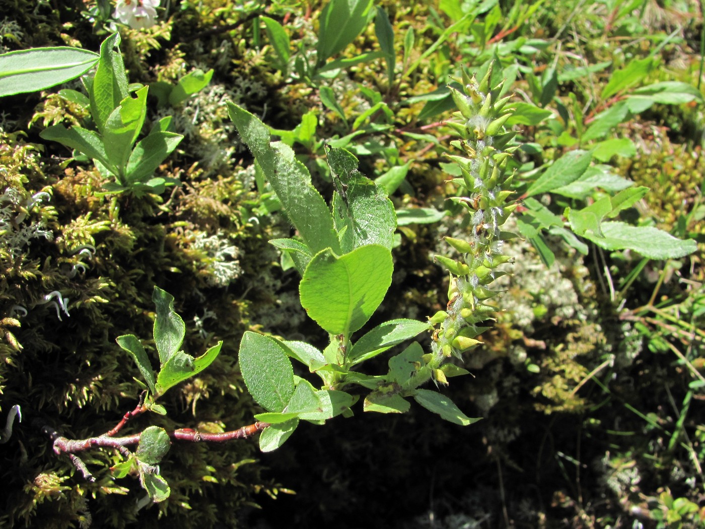 Image of Salix apoda specimen.