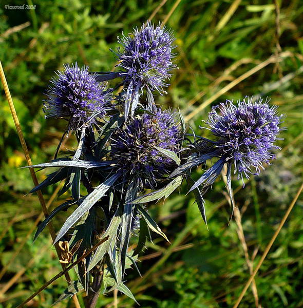 Изображение особи Eryngium planum.