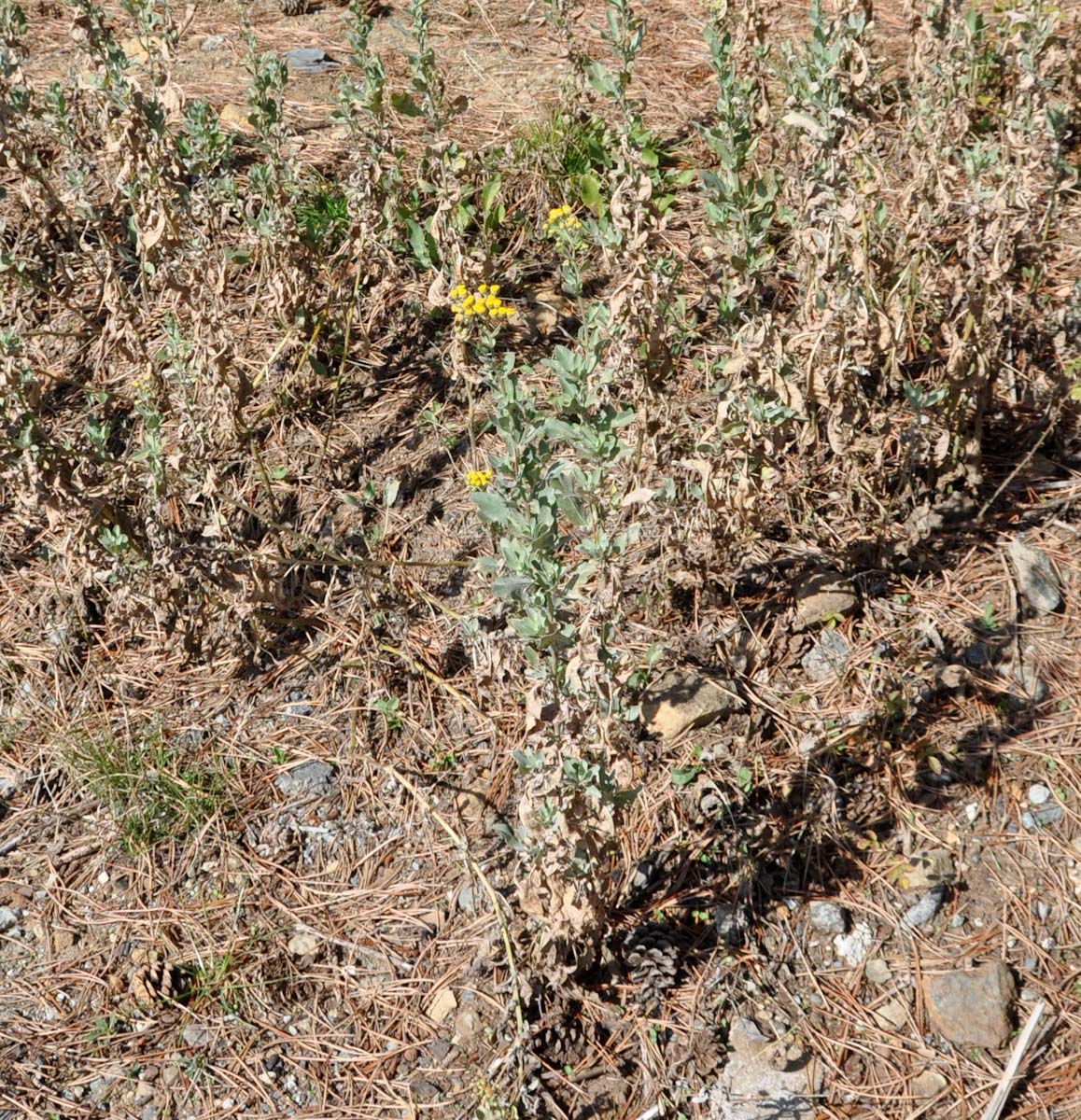 Image of Pyrethrum majus specimen.