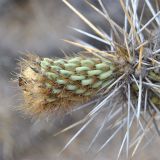 Miqueliopuntia miquelii