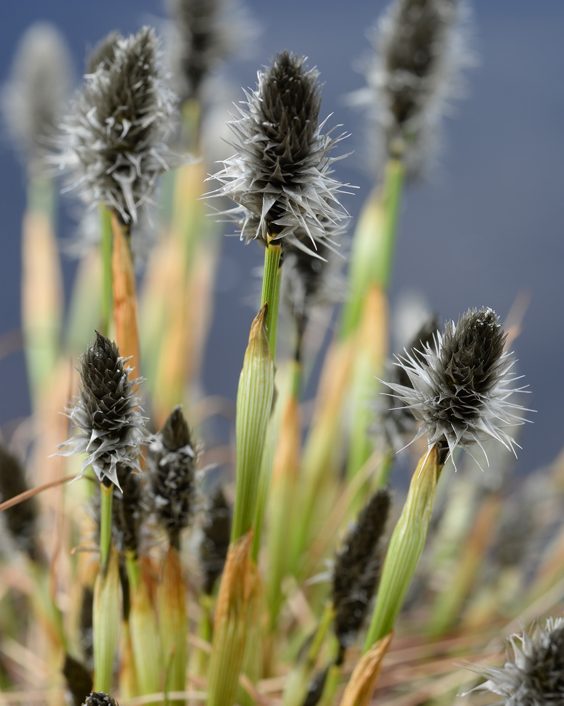 Image of Eriophorum vaginatum specimen.