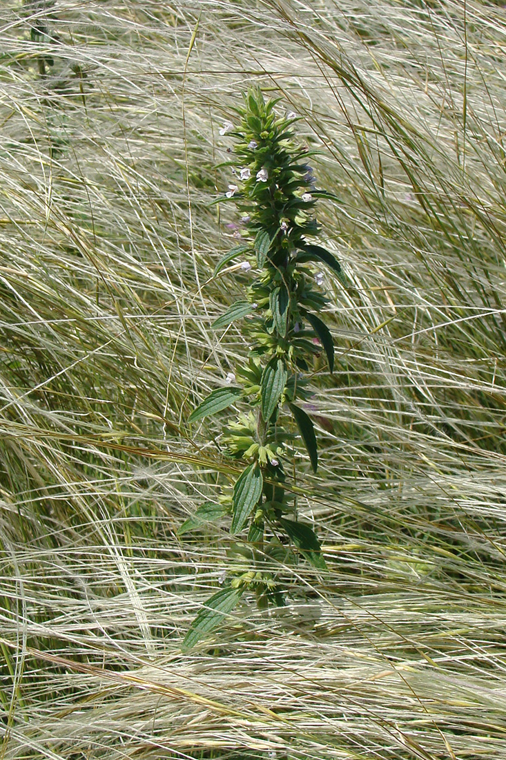 Image of Dracocephalum thymiflorum specimen.