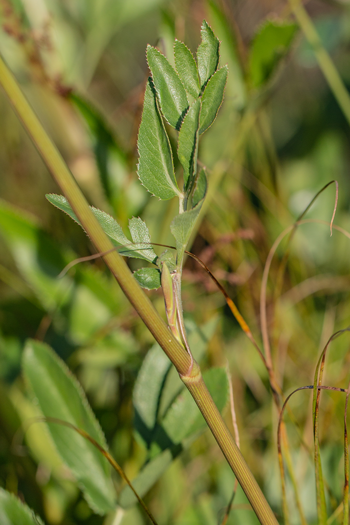 Изображение особи Macroselinum latifolium.