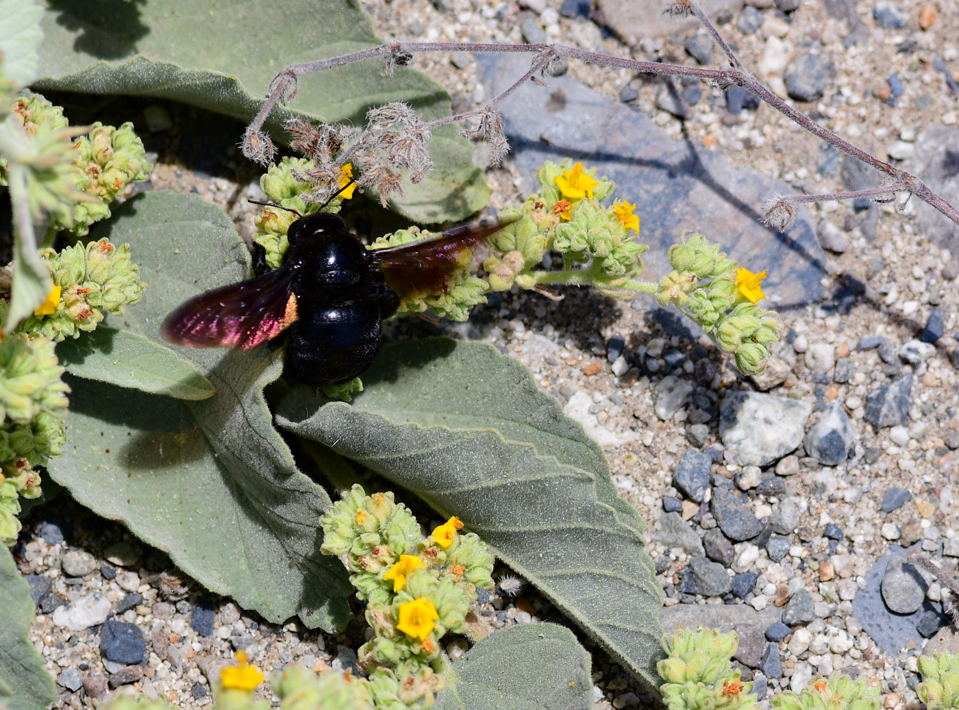 Image of Waltheria ovata specimen.
