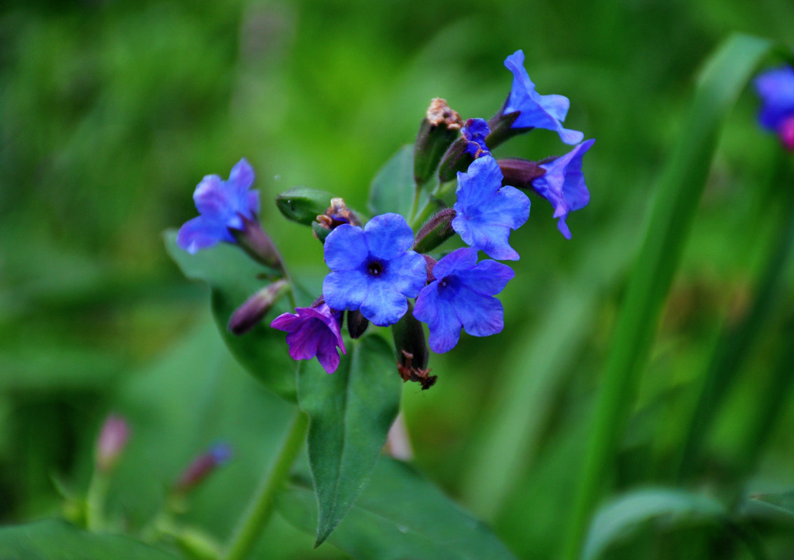 Image of Pulmonaria mollis specimen.