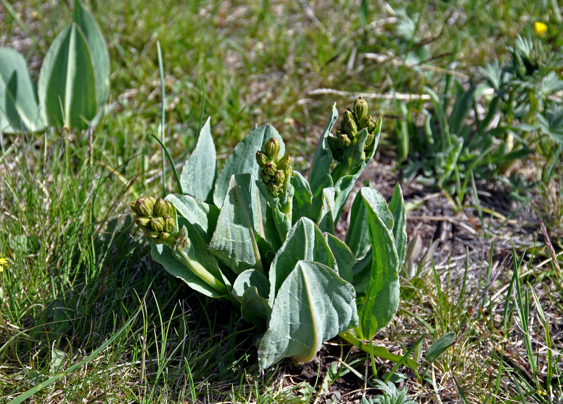 Image of Ligularia altaica specimen.