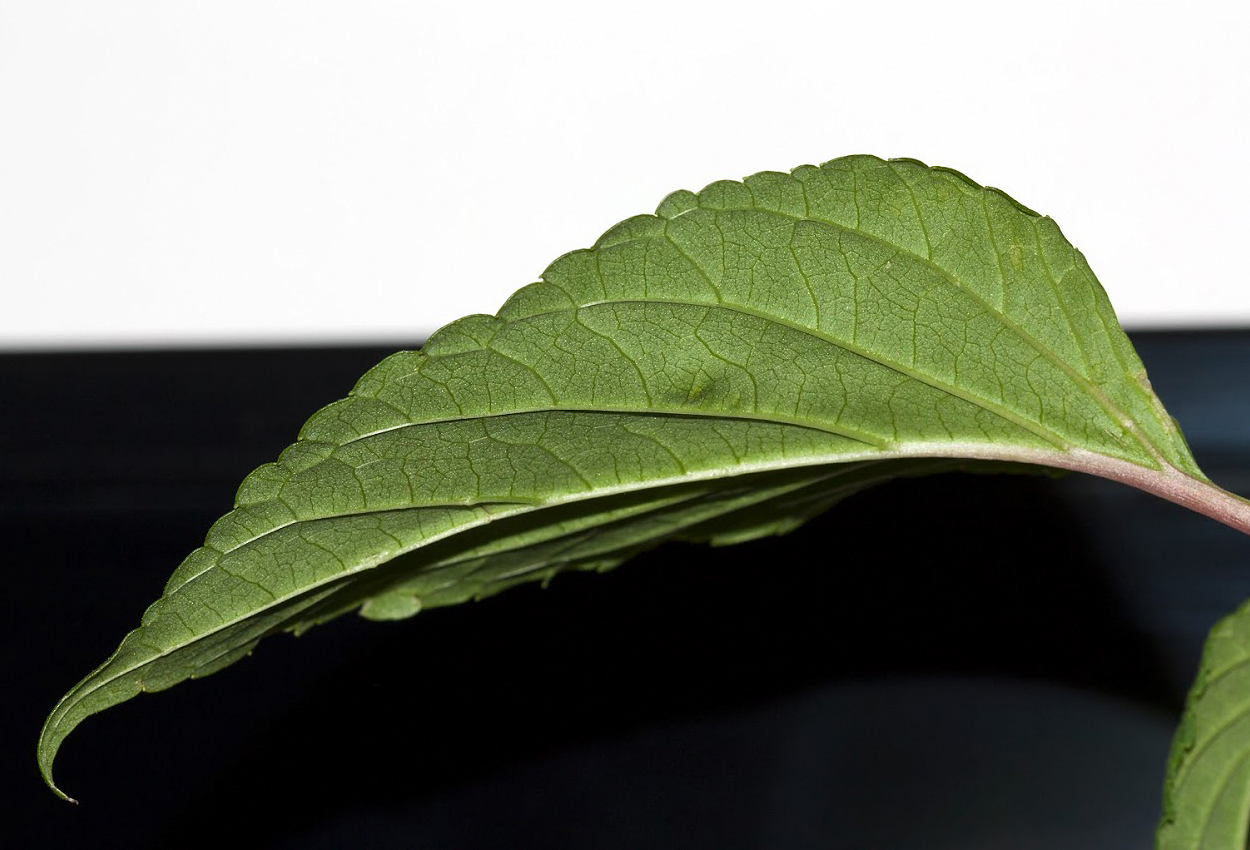 Image of Salvia splendens specimen.