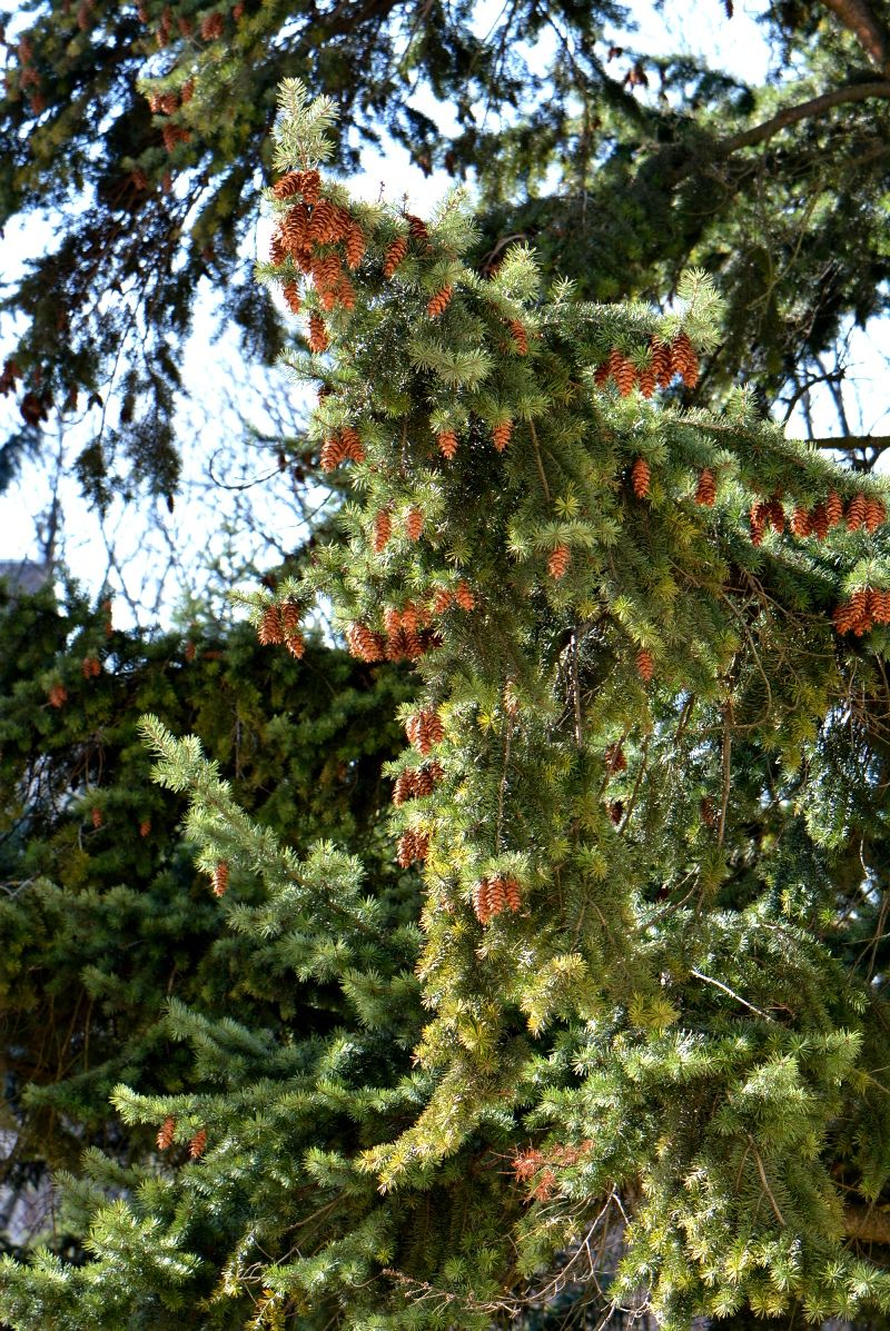 Изображение особи Pseudotsuga menziesii.