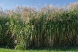 Miscanthus sinensis