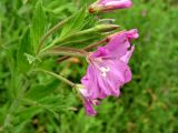 Epilobium hirsutum. Соцветие. Нидерланды, провинция Гронинген, Гронинген, берег канала. 9 июля 2006 г.