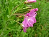 Epilobium hirsutum. Соцветие. Нидерланды, провинция Гронинген, Гронинген, берег канала. 9 июля 2006 г.