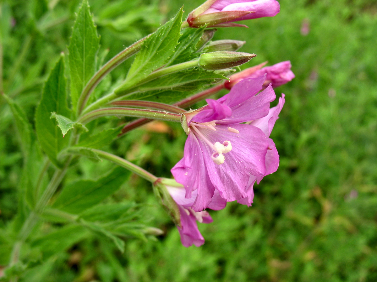 Изображение особи Epilobium hirsutum.