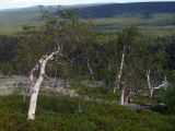 Betula czerepanovii