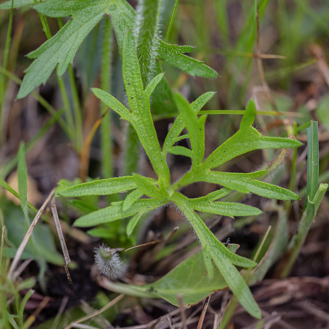 Image of Ranunculus polyanthemos specimen.