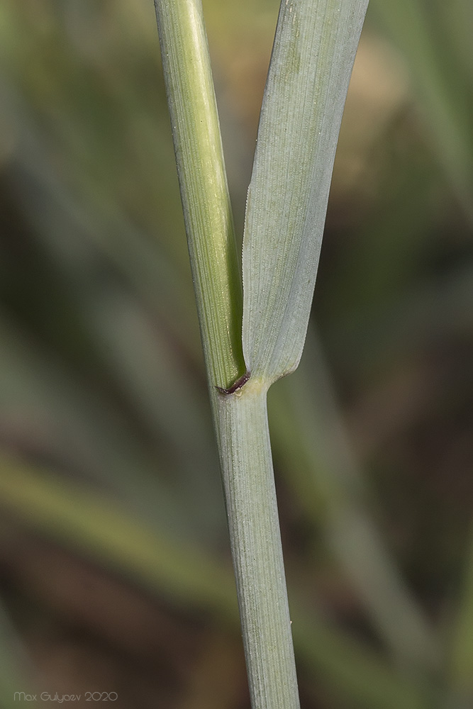Image of genus Elytrigia specimen.
