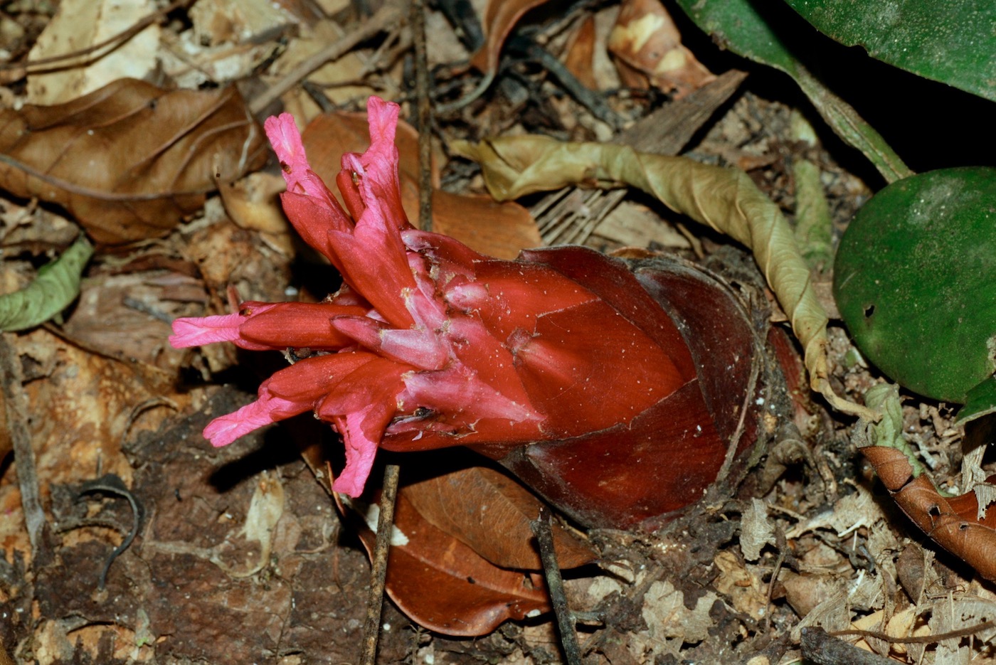 Изображение особи Etlingera velutina.