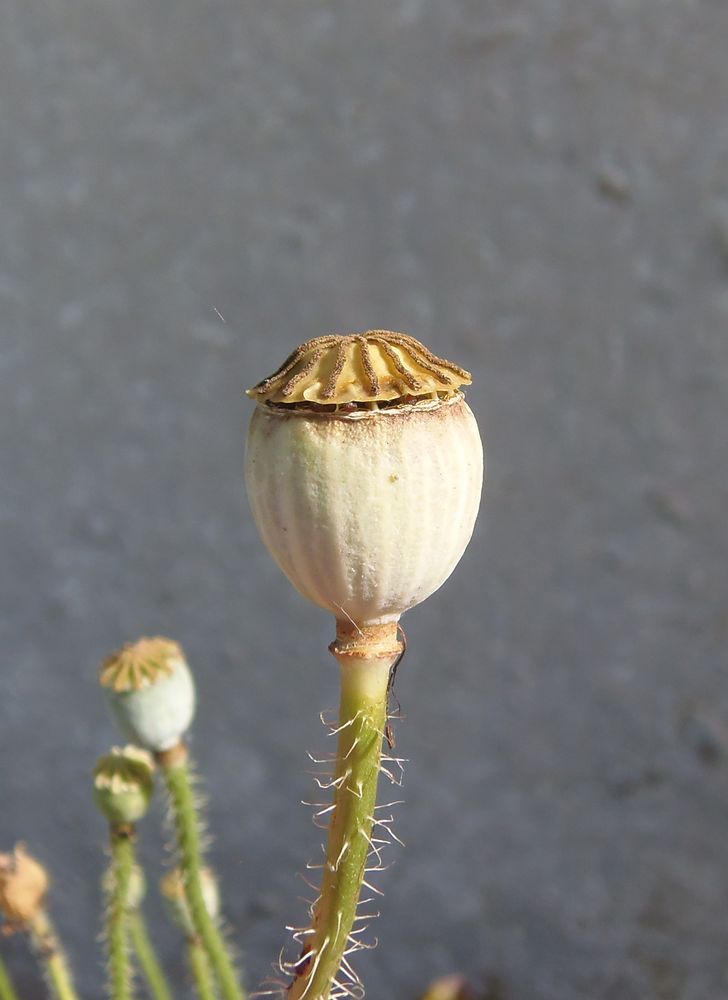 Image of Papaver rhoeas specimen.