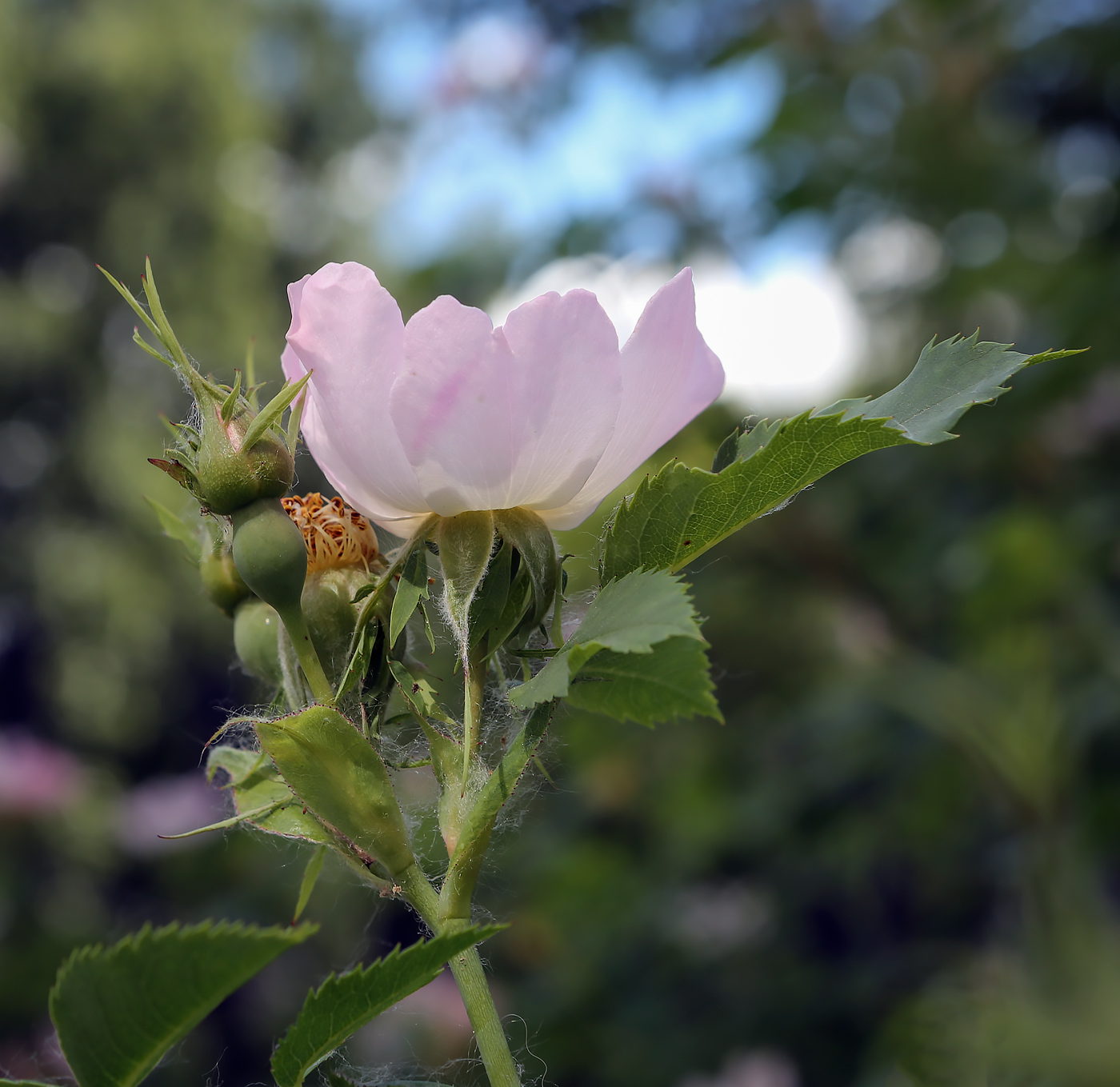 Изображение особи род Rosa.