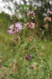 Mentha pulegium