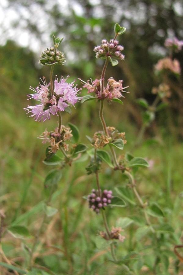 Image of Mentha pulegium specimen.