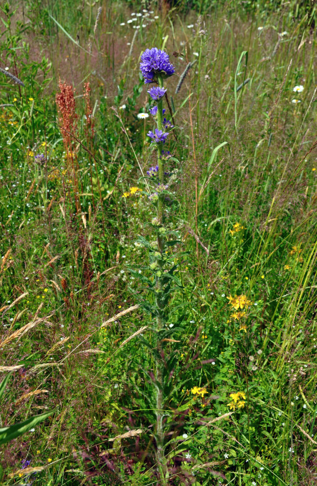 Image of Campanula cervicaria specimen.