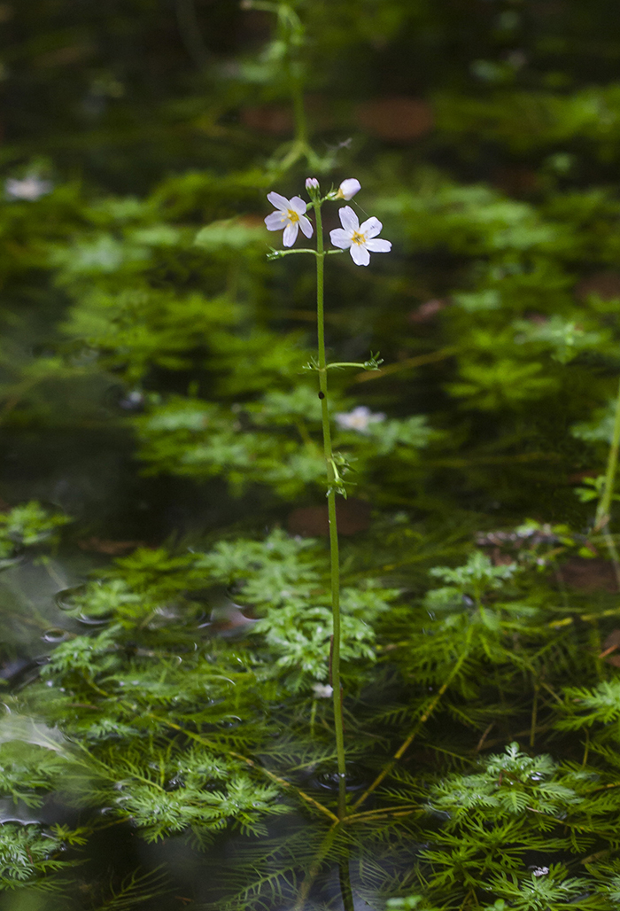 Изображение особи Hottonia palustris.