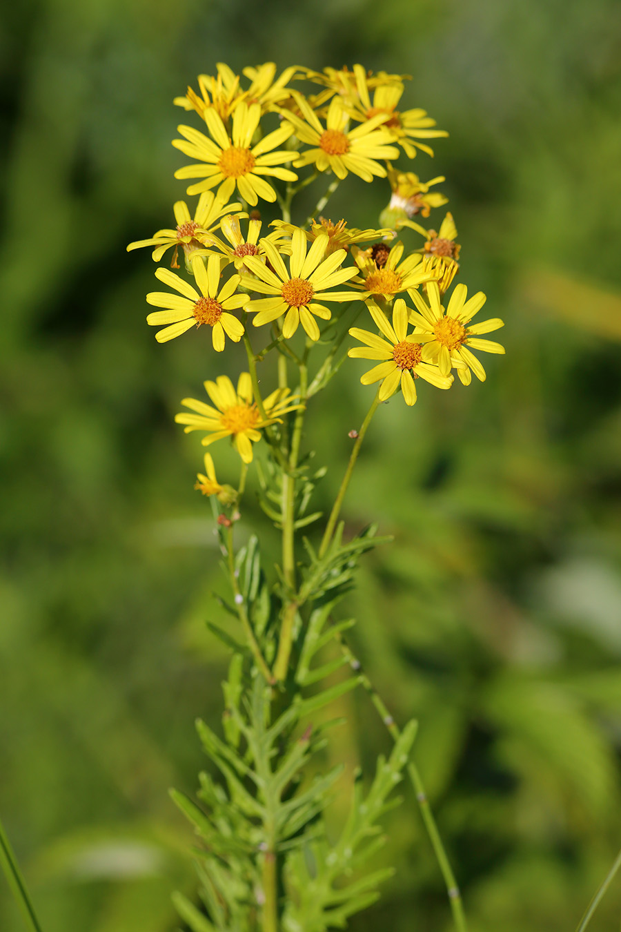 Изображение особи Senecio jacobaea.