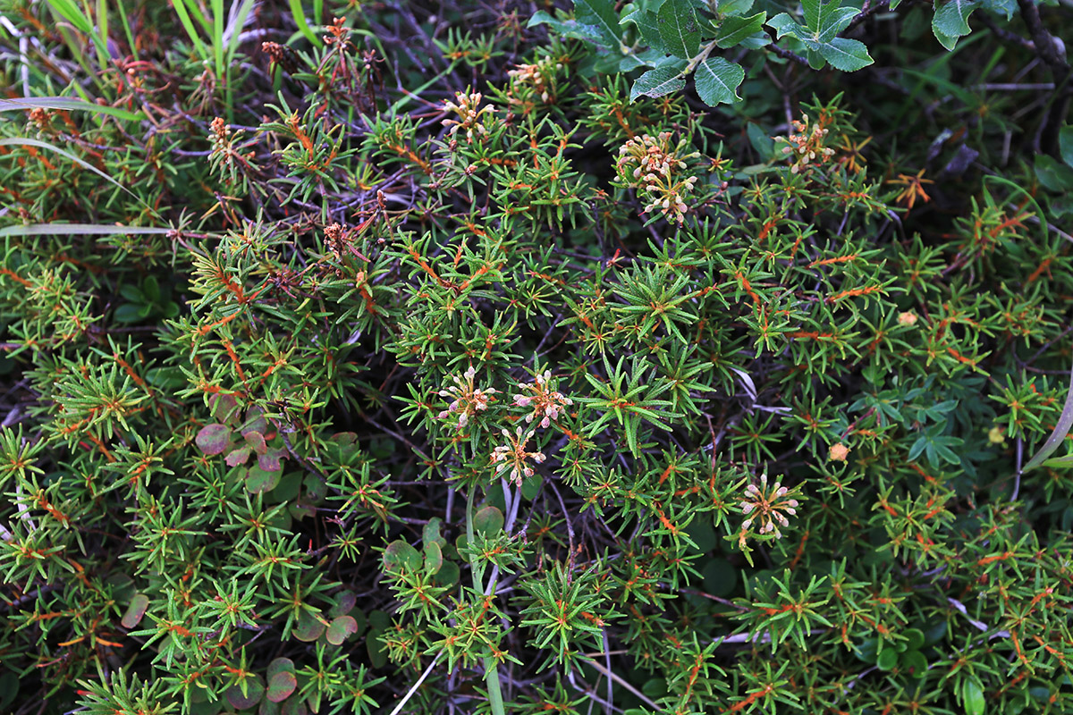 Image of Ledum decumbens specimen.