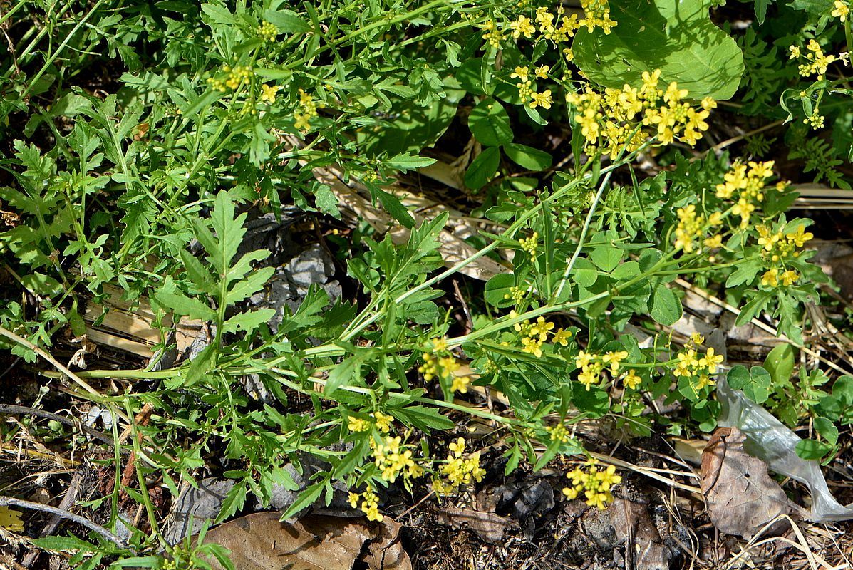 Изображение особи Rorippa sylvestris.