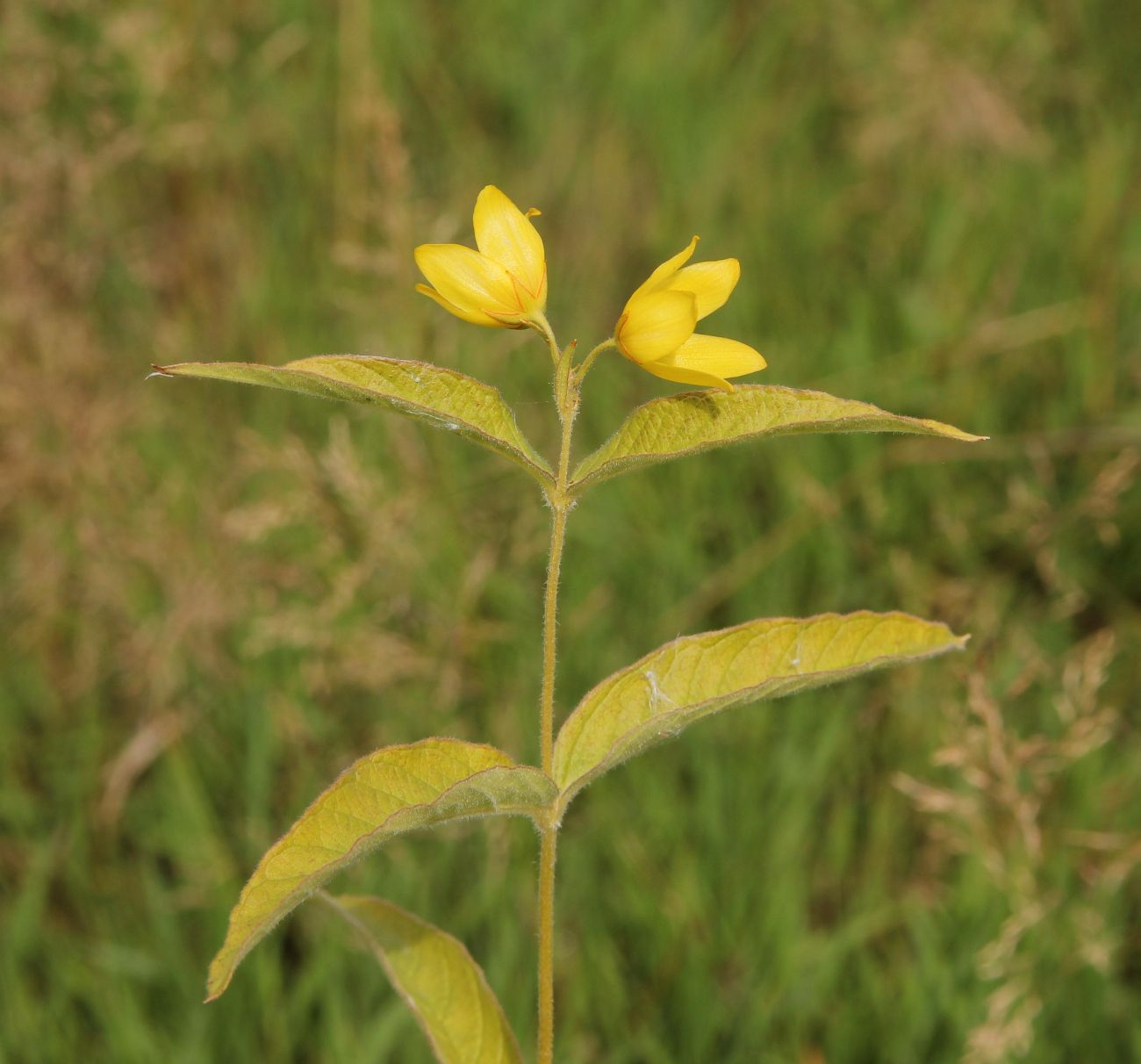 Image of Lysimachia vulgaris specimen.