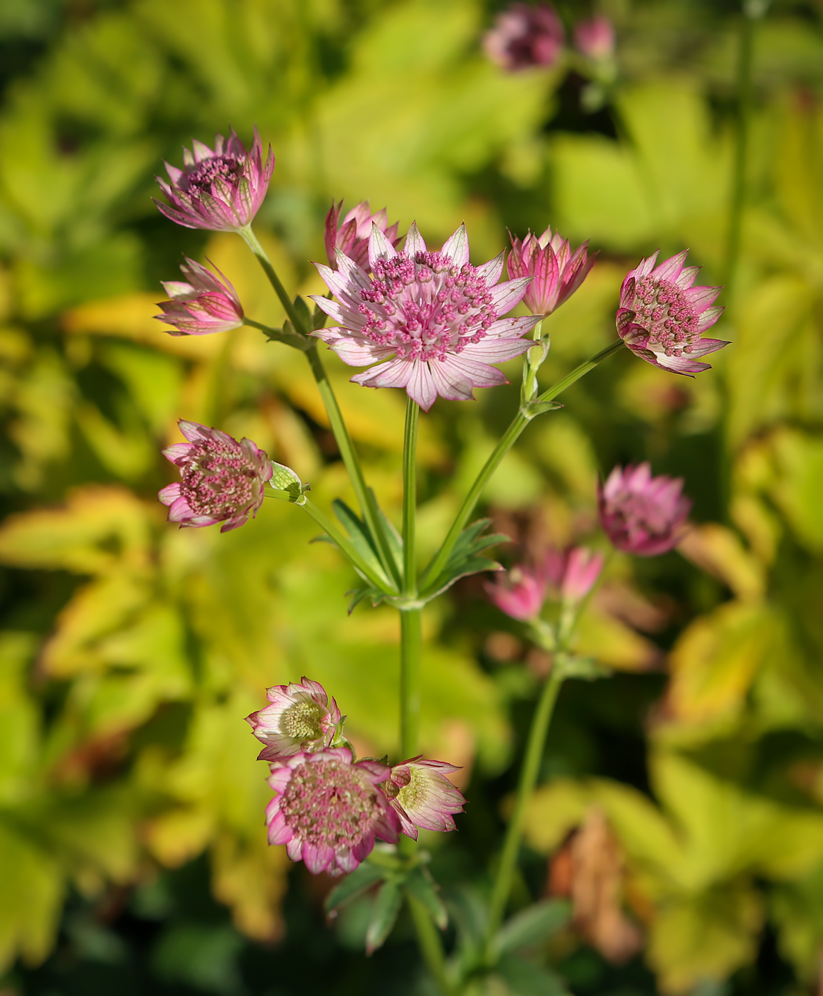Image of Astrantia major specimen.