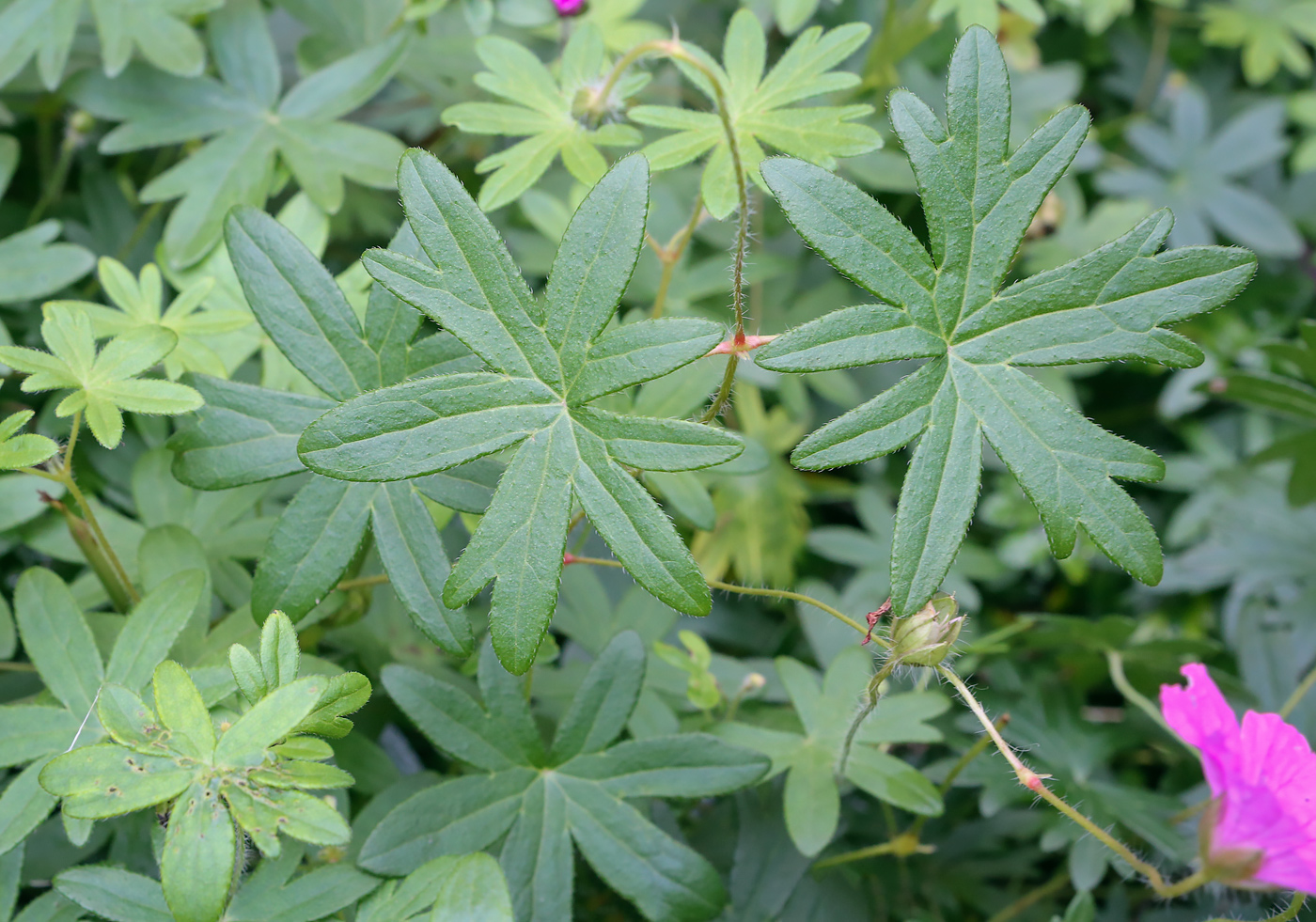 Изображение особи Geranium sanguineum.