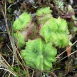 Artemisia borealis. Аномальное растение (вид сверху). Полярный Урал, кустарничковая тундра верховья р. Бол. Уса. 02.08.2010.