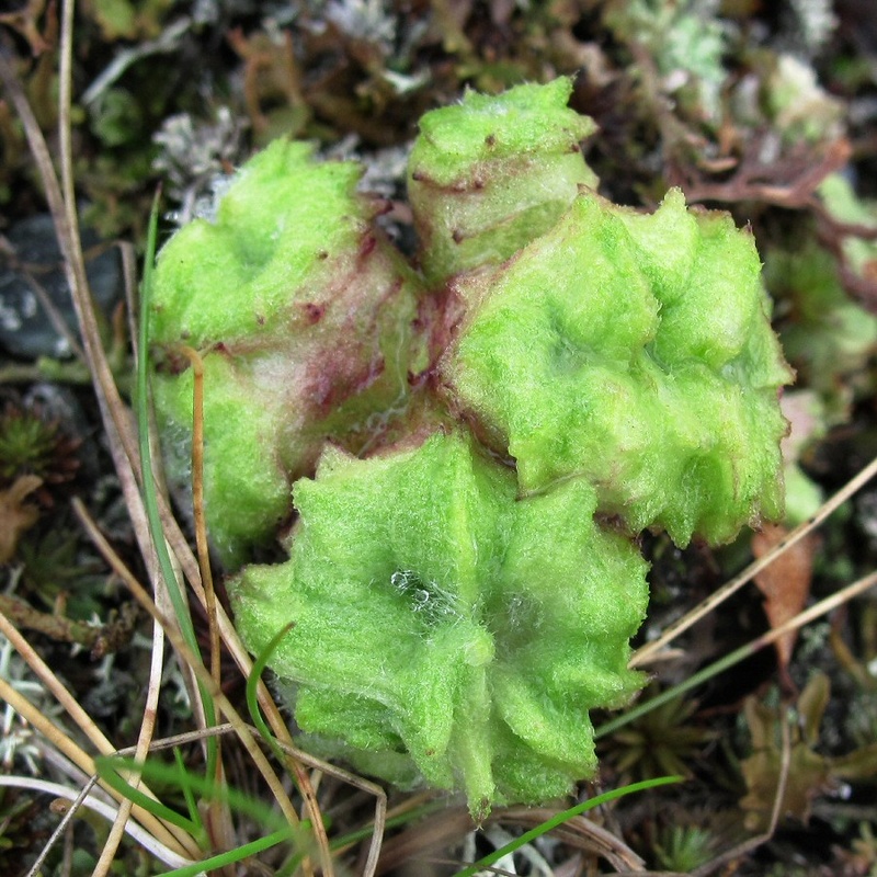 Изображение особи Artemisia borealis.