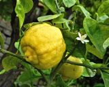 Citrus limon. Плод и цветок (Citrus × limettioides Yu. Tanaka). Испания, Астурия, ботанический сад г. Хихо́н (Jardin Botanico Atlantico). Июль.