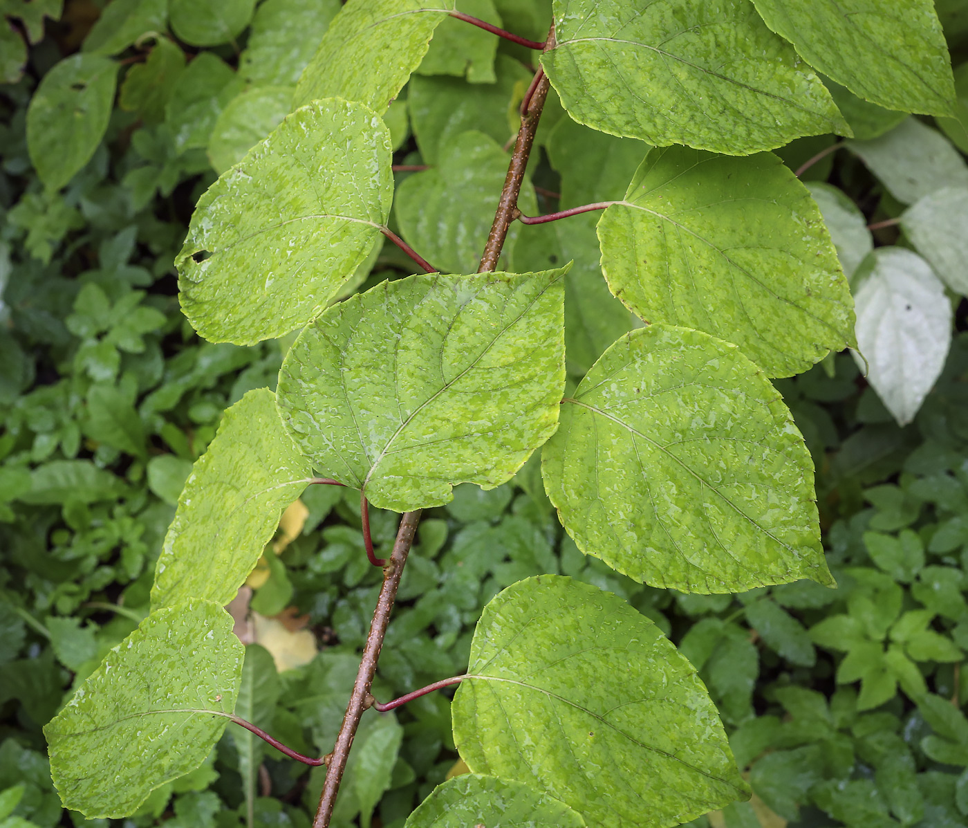 Изображение особи Actinidia polygama.