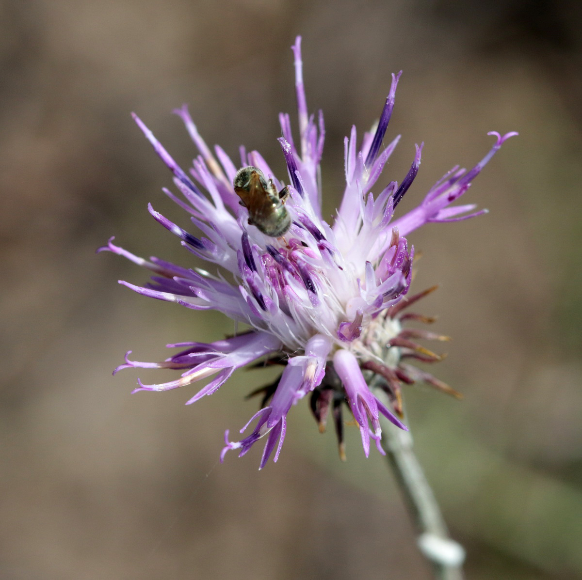 Image of genus Jurinea specimen.