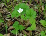 Rubus chamaemorus