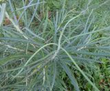 genus Salix