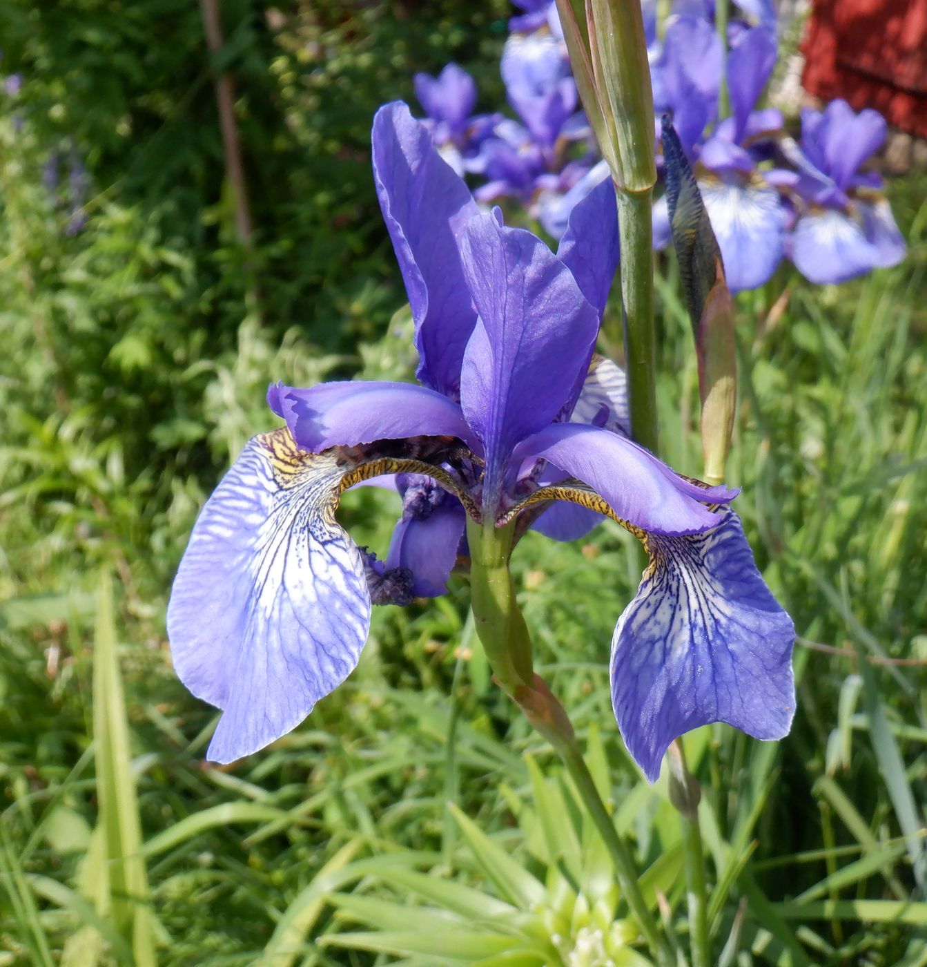 Изображение особи Iris sanguinea.