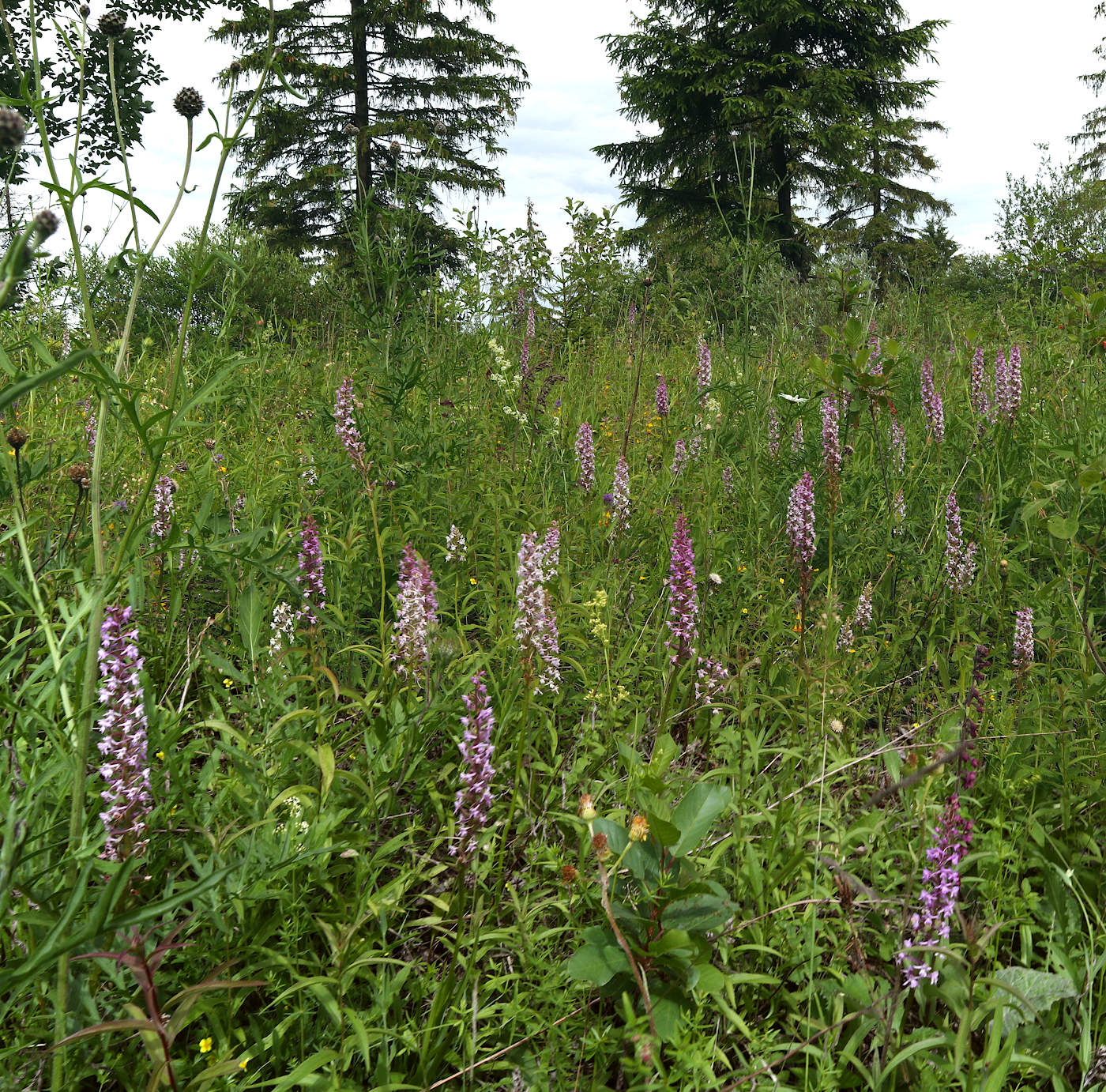 Изображение особи Gymnadenia conopsea.