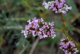 Goniolimon speciosum. Часть соцветия с цветками и плодами. Башкирия, Учалинский р-н, хребет Нурали, ≈ 700 м н.у.м., степной склон. 22.07.2020.