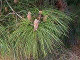 Pinus canariensis