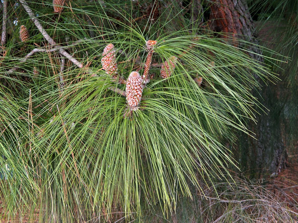 Изображение особи Pinus canariensis.