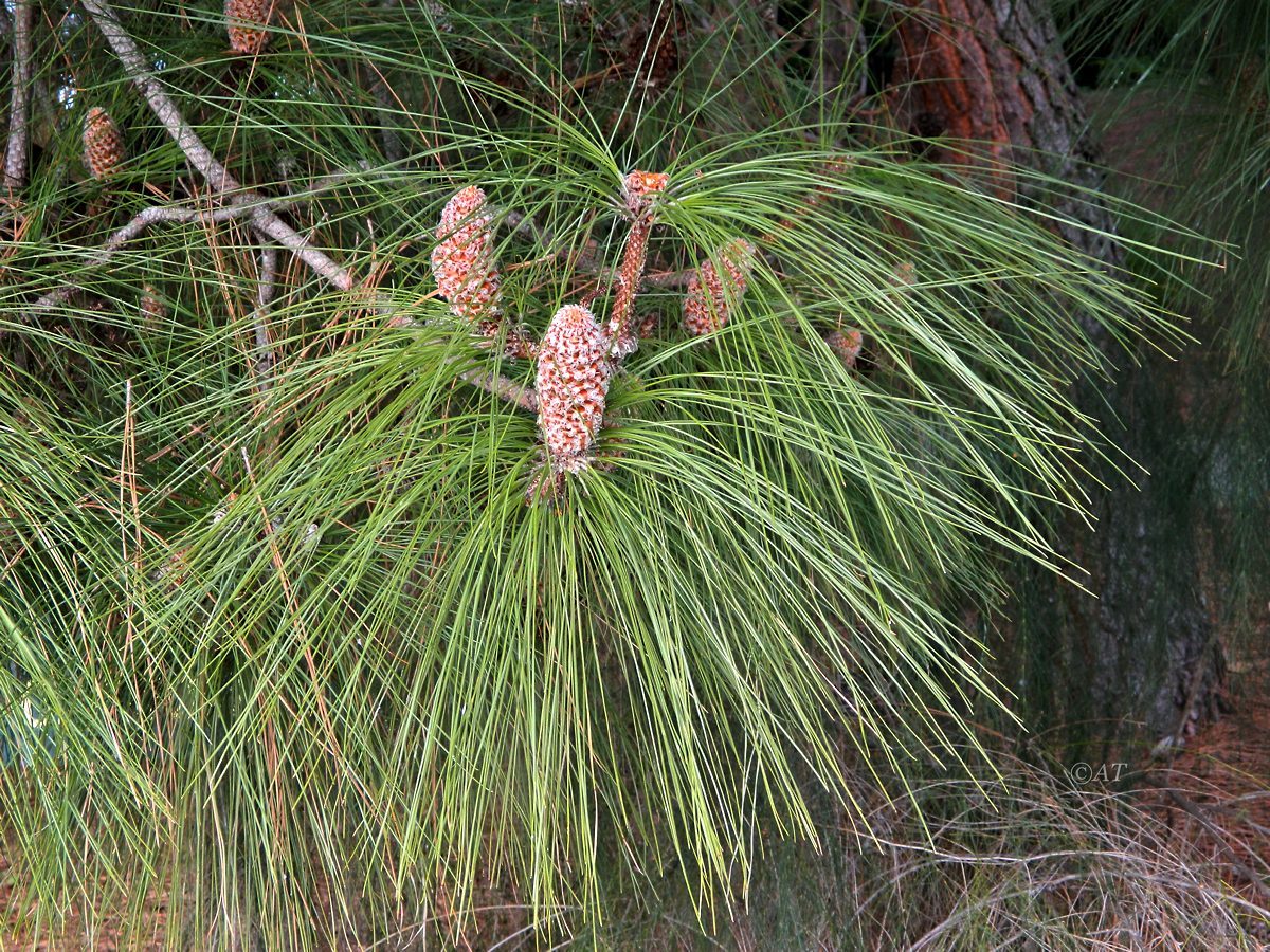 Image of Pinus canariensis specimen.