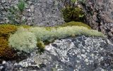 genus Cladonia
