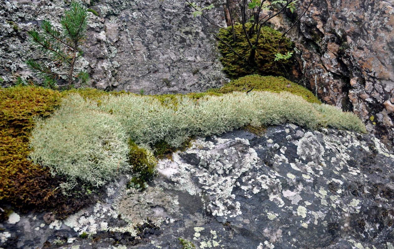 Изображение особи род Cladonia.