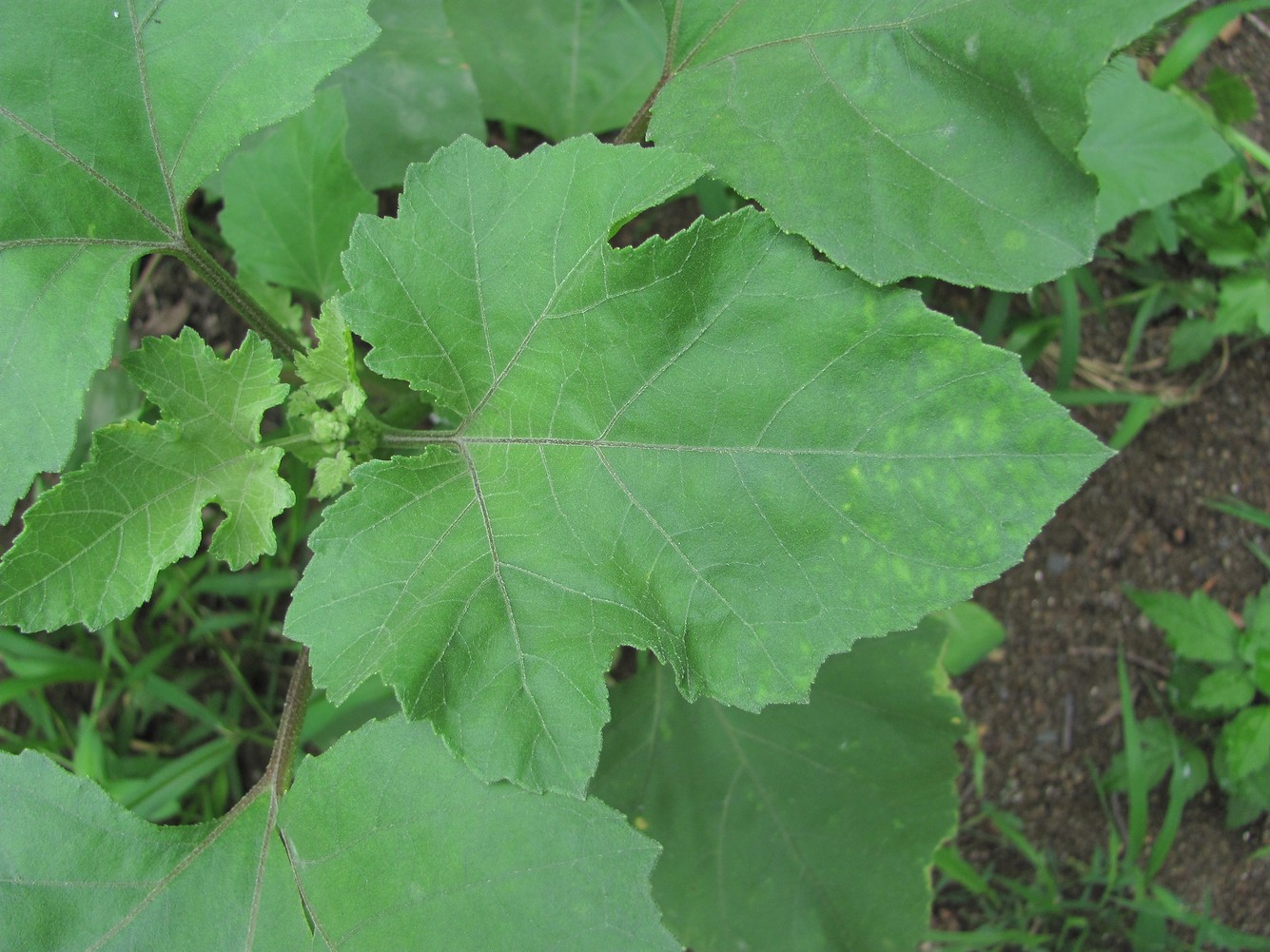 Image of Xanthium orientale specimen.